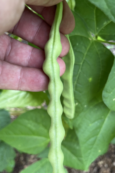 One bean where the seeds are filling out the pod.